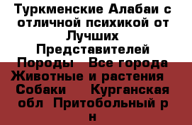 Туркменские Алабаи с отличной психикой от Лучших Представителей Породы - Все города Животные и растения » Собаки   . Курганская обл.,Притобольный р-н